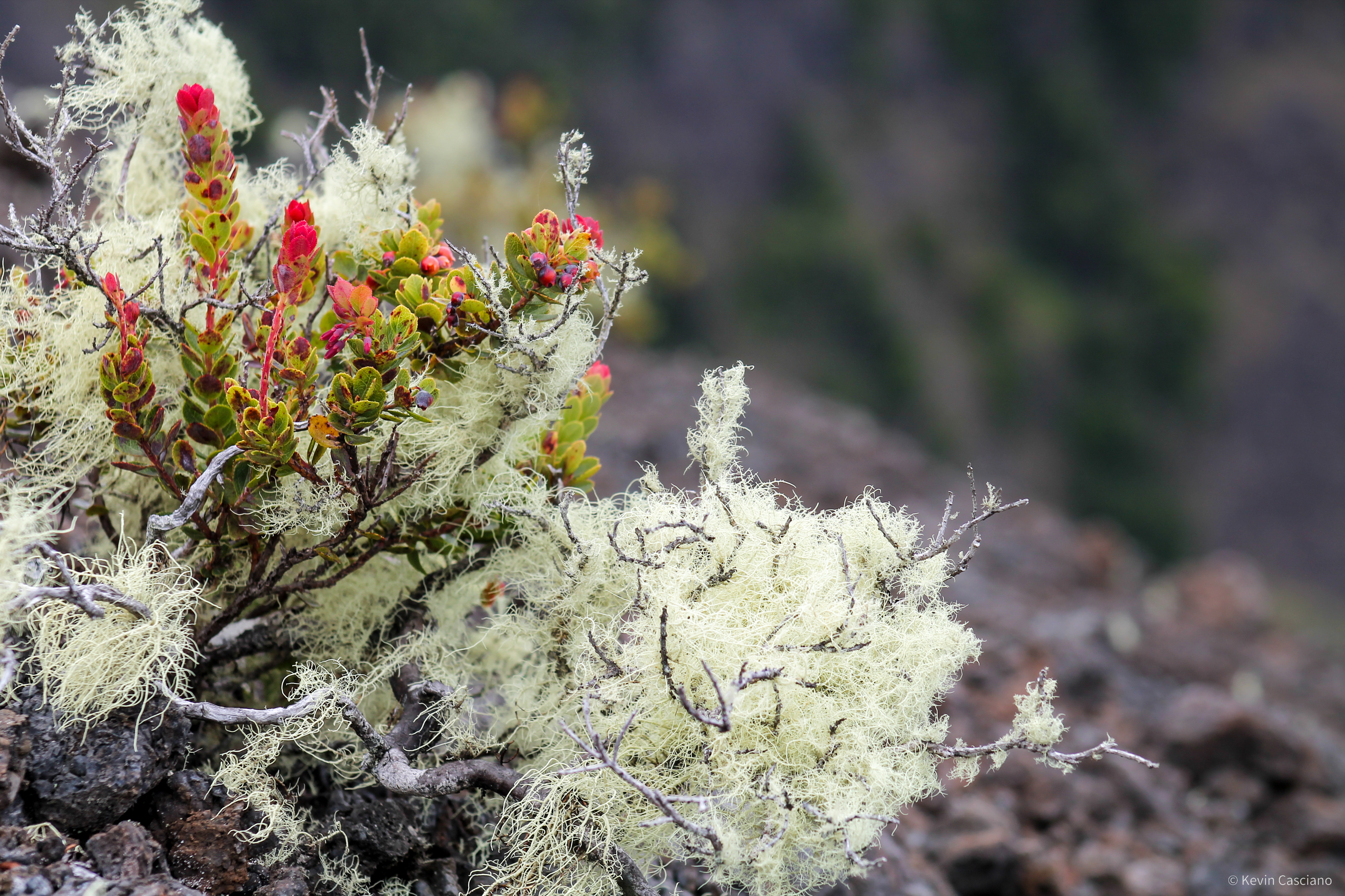 Basalt & Rain photograph 3
