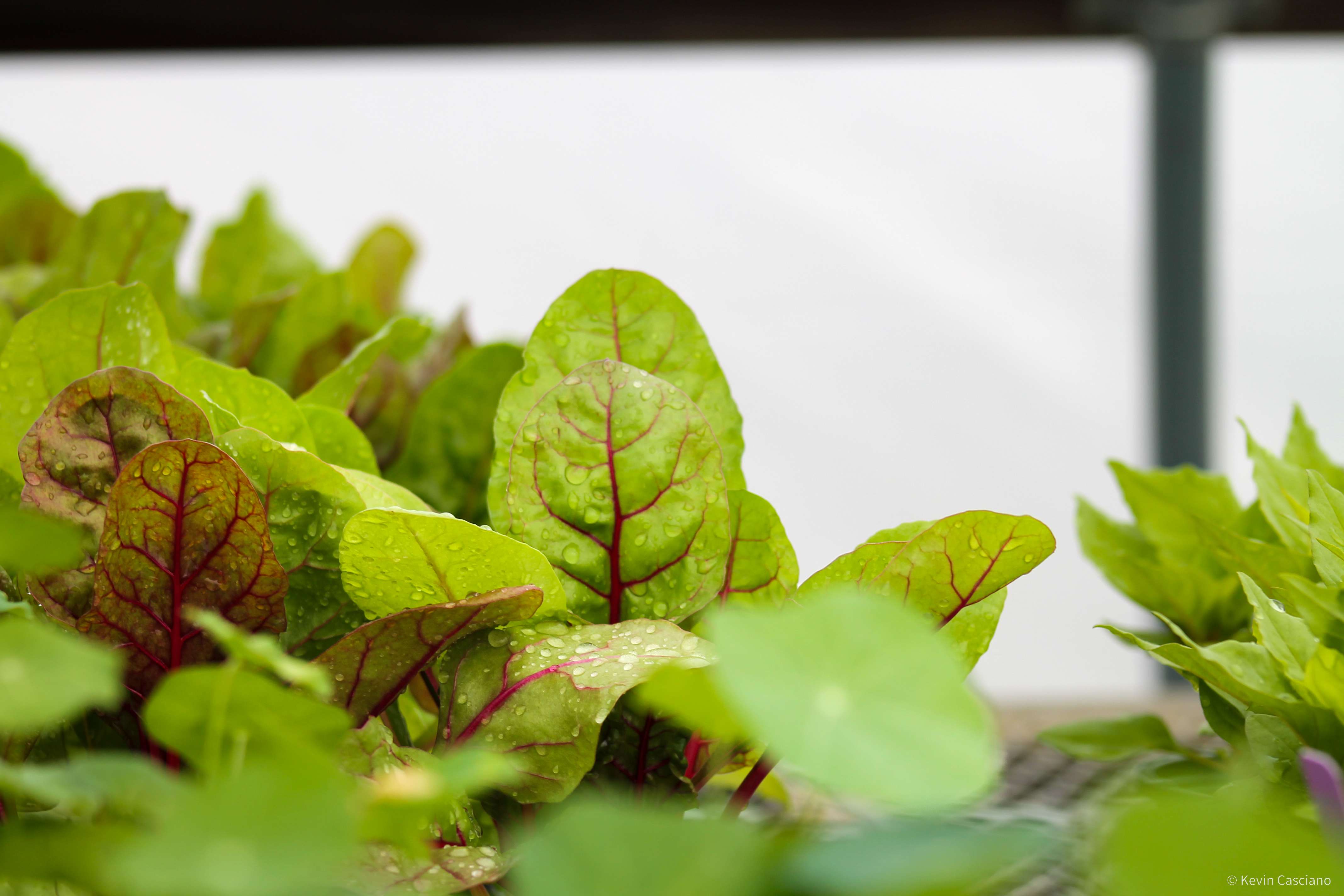 Urban Ecology photograph 7